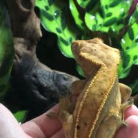 Gecko mâle à crête de 3 ans #5