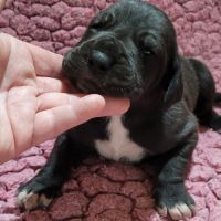 Chiots type dogue allemand #5
