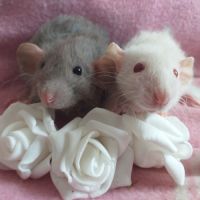 Bébés rats domestiques femelles dumbos très douces