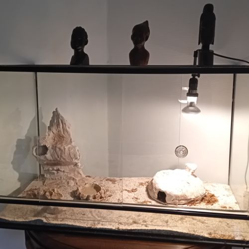 Donne 2 geckos femelle avec terrarium h50 l80 l40