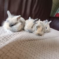 Bebes lapins extra nain a réserver