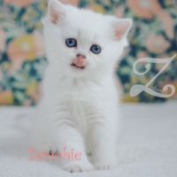 Chatonnes british shorthair silver shaded et point