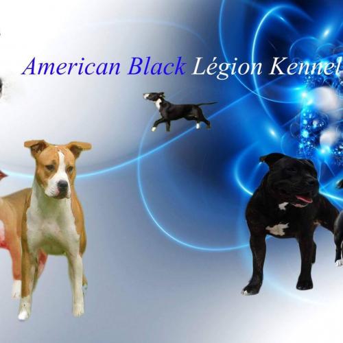 Elevage American Black Legion