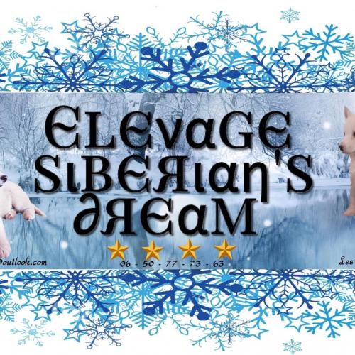 Elevage Siberians dream