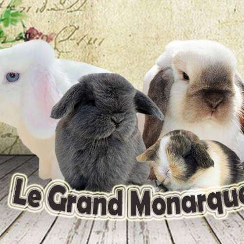 Le Grand Monarque.- Minilop - Dream Of Rabbit