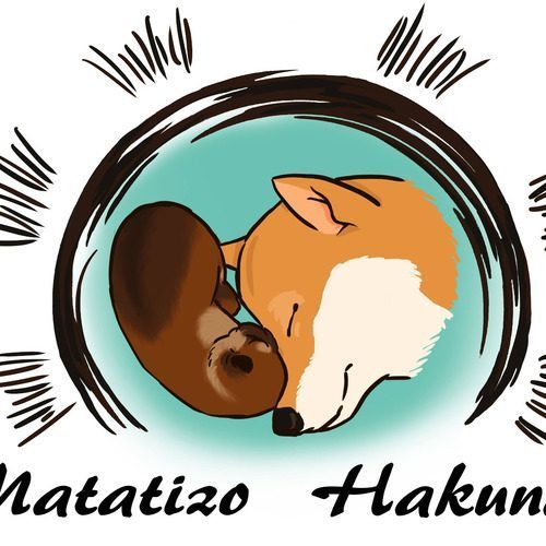 Matatizo Hakuna - Elevage Shiba inu