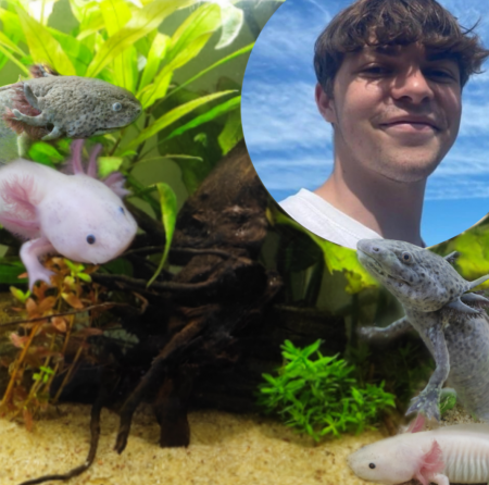 élevage d'axolotl