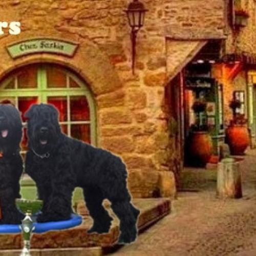 Élevage : terrier noir russe