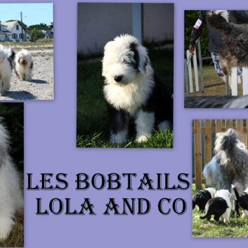 élevage de Bobtail Lola and Co