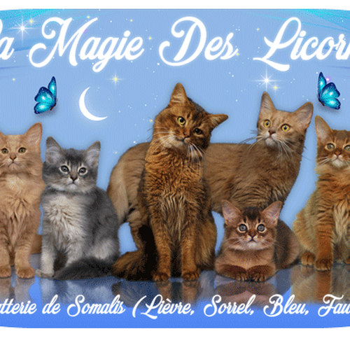 Chatterie de chats SOMALIS La Magie des Licornes