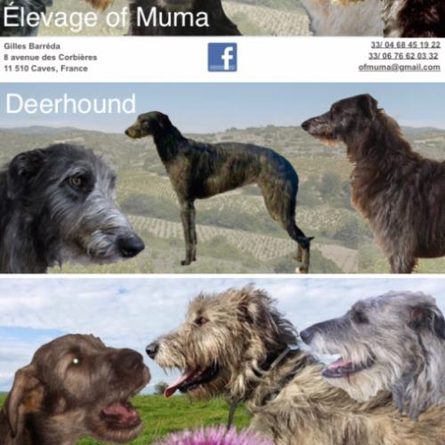 Elevage of muma, irish wolfhound, et deerhound