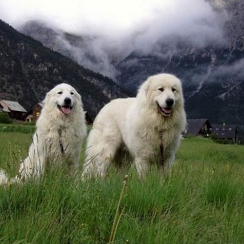 Élevage : chien de montagne des pyrenees
