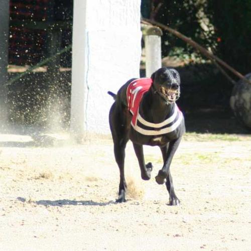 Élevage : greyhound