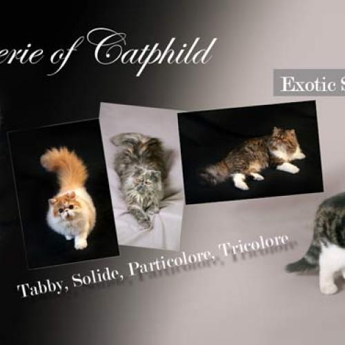 Eleveur : CHATTERIE OF CATPHILD