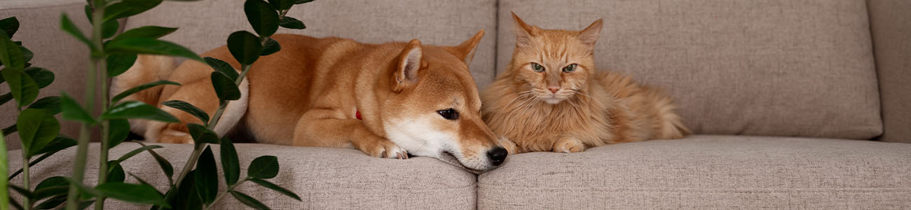 Assurez votre animal