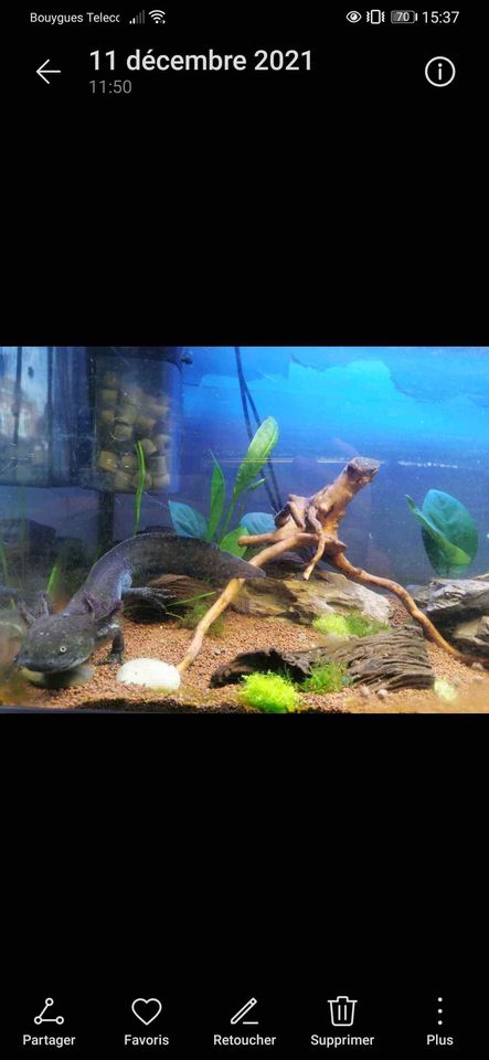 axolotl couleur sauvage #2