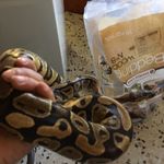 python royal adulte femelle #3
