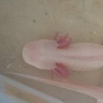 axolotls disponibles #6