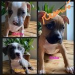 chiot american staffordshire terrier #0