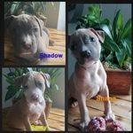 chiot american staffordshire terrier #2