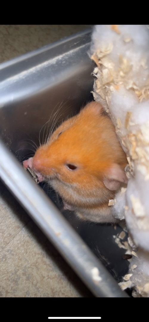 a donné à partir du 25 mai bebe hamster doré #0