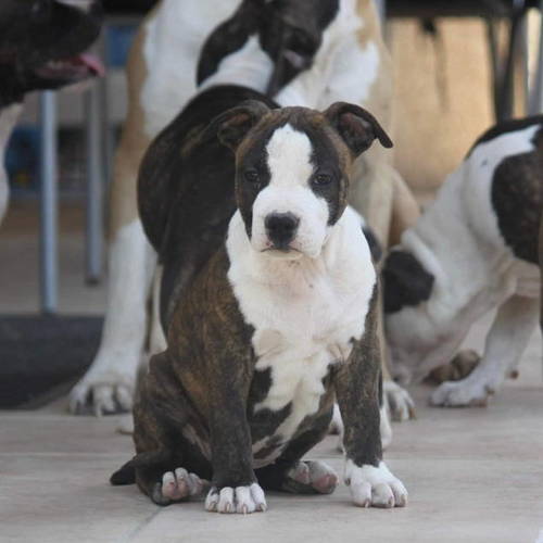 magnifiques american staffordshire terrier, staff #0