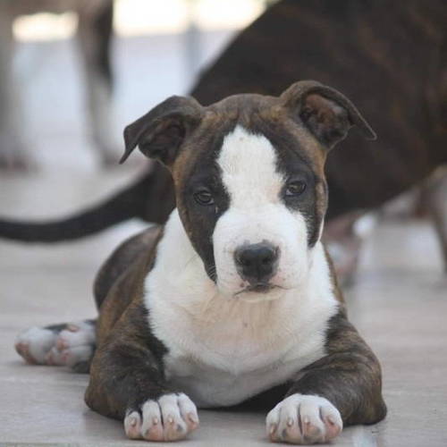 magnifiques american staffordshire terrier, staff #2