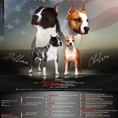 magnifiques american staffordshire terrier, staff #4