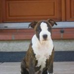 magnifiques american staffordshire terrier, staff #3