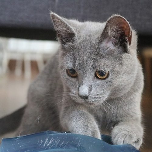 chatons chartreux