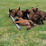 vends chiots apparence malinois