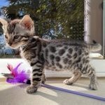 magnifiques chatons bengal #6