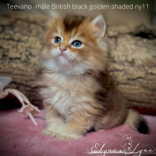 magnifique chaton british longhair black golden