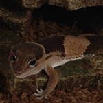 gecko à queue grasse