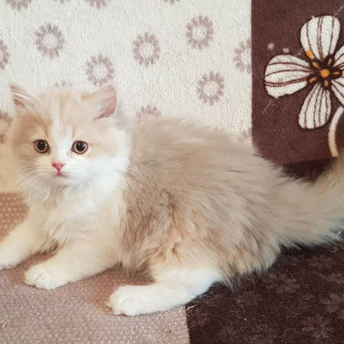 adorables chatons british longhair loof #0