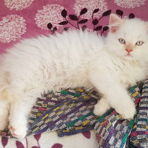 adorables chatons british longhair loof #3