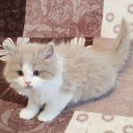 adorables chatons british longhair loof #2