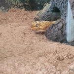 geckos léopard à vendre