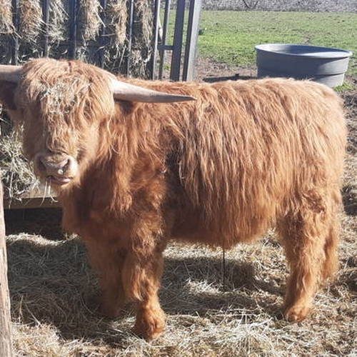 a vendre 2 taurillons highland cattle