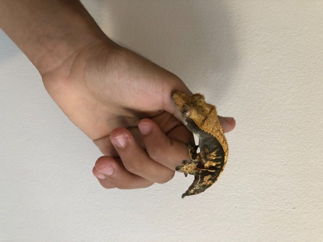 vends gecko à crête femelle 24 mois #0