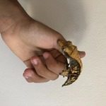 vends gecko à crête femelle 24 mois