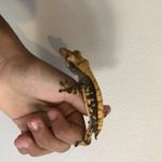 vends gecko à crête femelle 24 mois #2