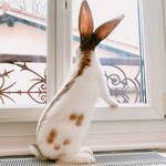 gino, jeune lapin géant papillon de 10 mois #2