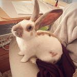 gino, jeune lapin géant papillon de 10 mois #7
