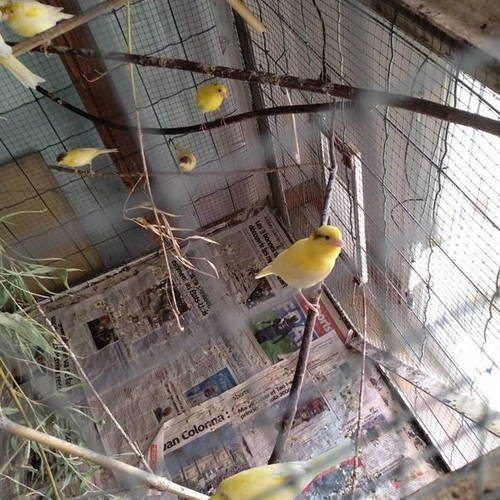 06 echange canaries contre graines