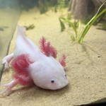axolotl leucistique blanc