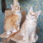 5 chatons maine coon loof dont 3 polydactyles