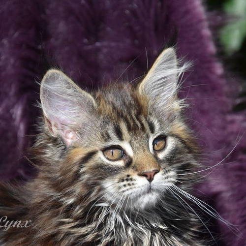 disponibles superbes chatons maine coon loof