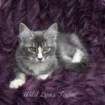 disponibles superbes chatons maine coon loof #3