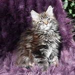disponibles superbes chatons maine coon loof #4